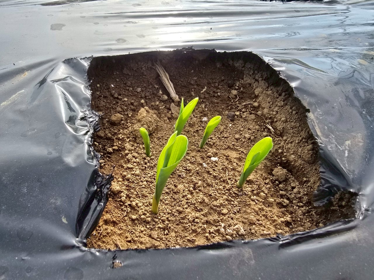 🌽全発芽記念日🫰❤️