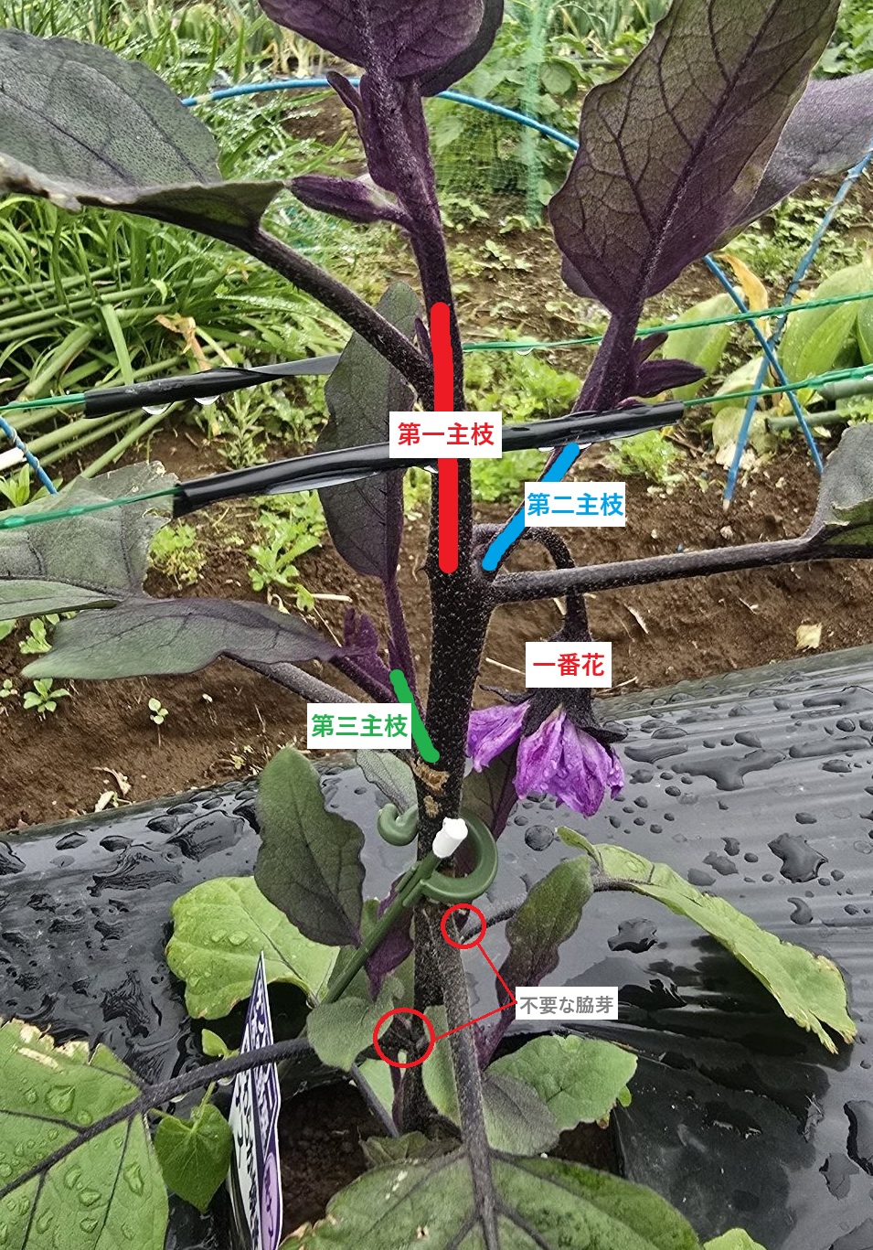 ナスの脇芽搔き🍆